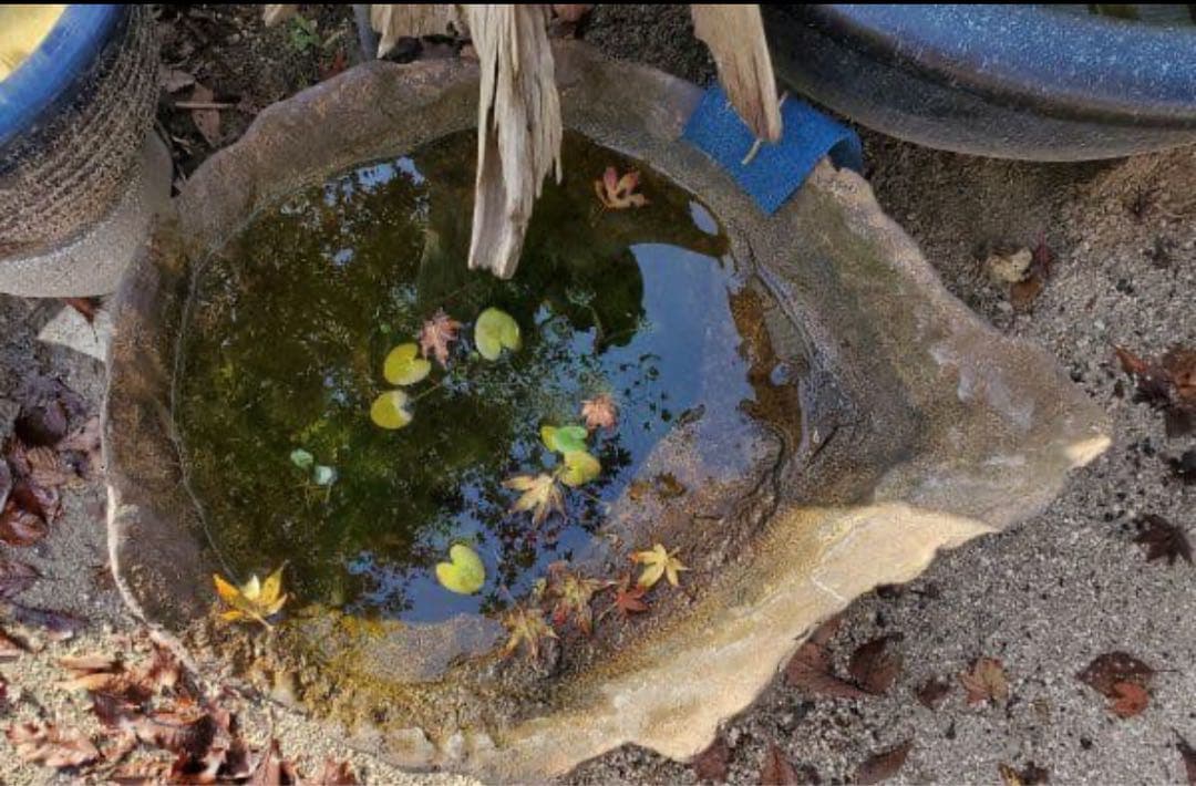 自然な貝殻形状の水鉢　めだかの館オリジナル一品物手作りメダカ鉢