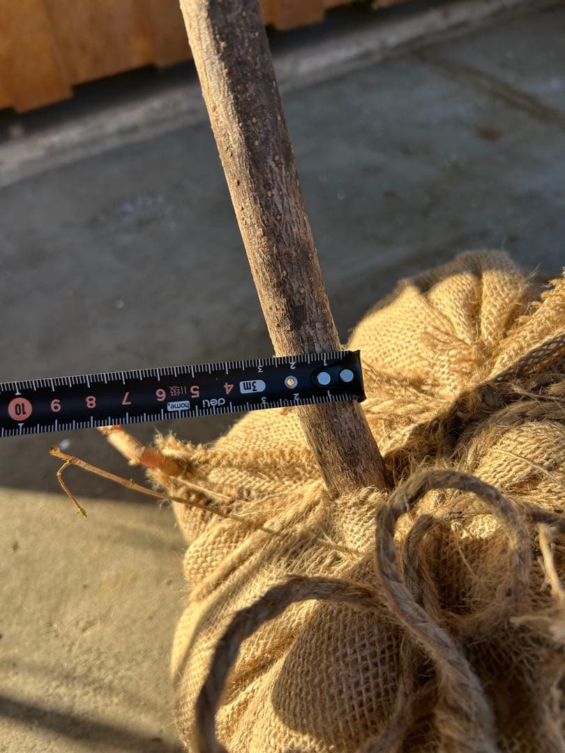 天然クロモジ　二本立苗木約270cm