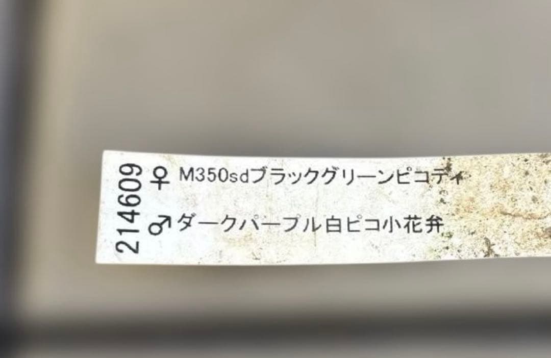 加藤農園　マットブラック　クリスマスローズ　開花株　現品　匿名発送　交配タグ付き