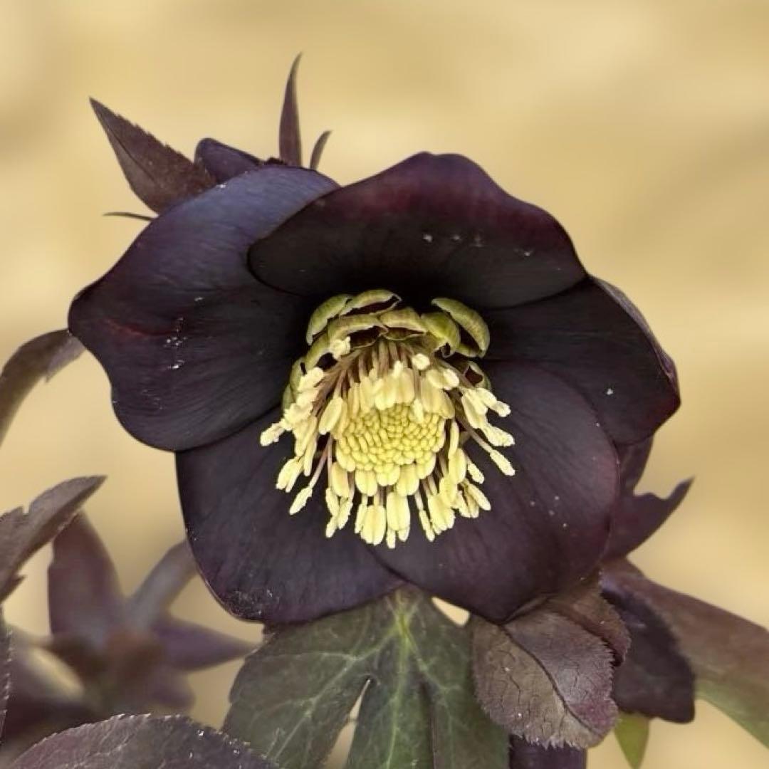 加藤農園　マットブラック　クリスマスローズ　開花株　現品　匿名発送　交配タグ付き