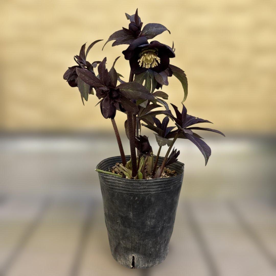 加藤農園　マットブラック　クリスマスローズ　開花株　現品　匿名発送　交配タグ付き