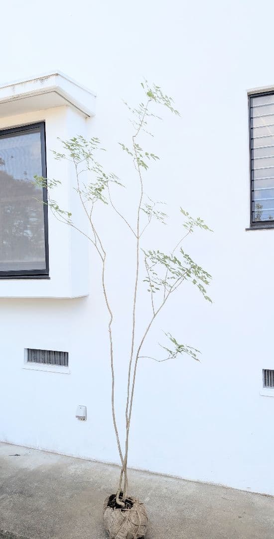 3m弱。山採りアオダモ。