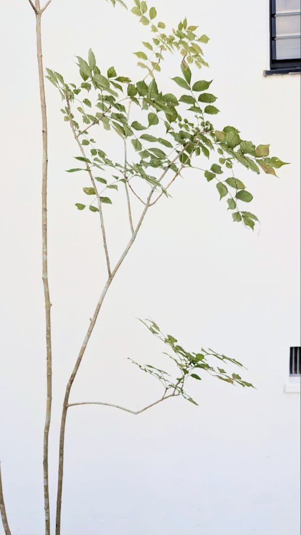 3m弱。山採りアオダモ。