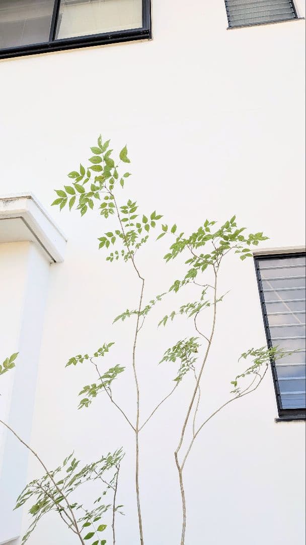 3m弱。山採りアオダモ。