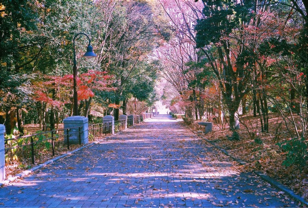 ★ローライ35SE 最上級機種　フィルムカメラ