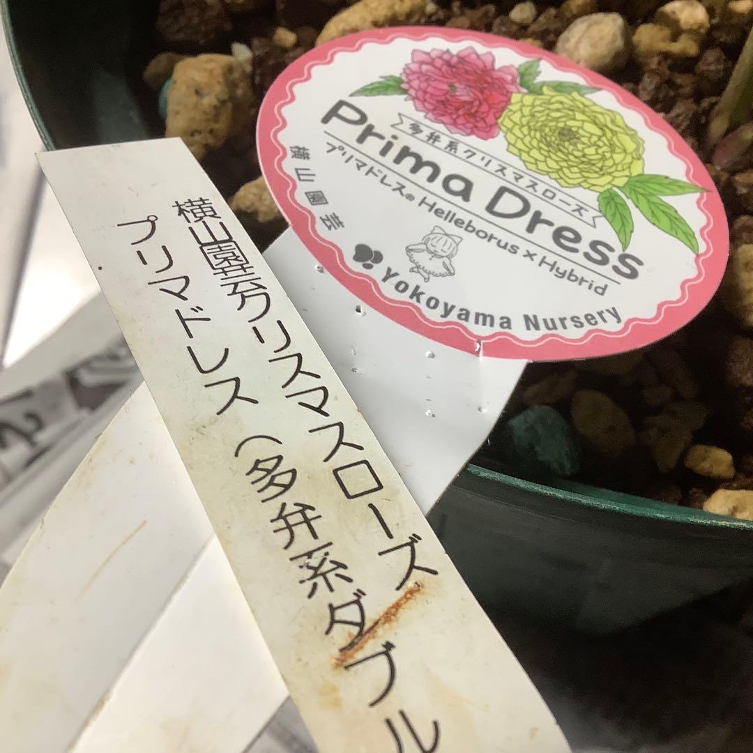 t*o様 クリスマスローズ