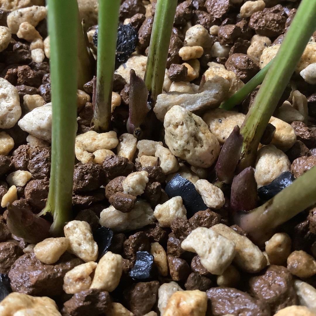 t*o様 クリスマスローズ