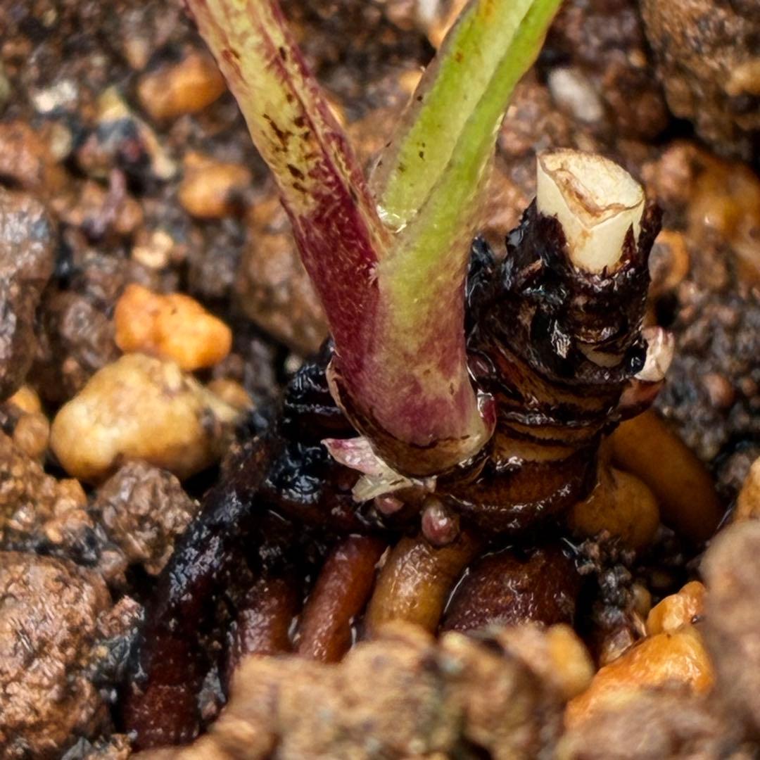 ば*な様 ☘️ラスト2☘️超希少☘️根充実❤️沢山新芽❤️807【イリュージョン