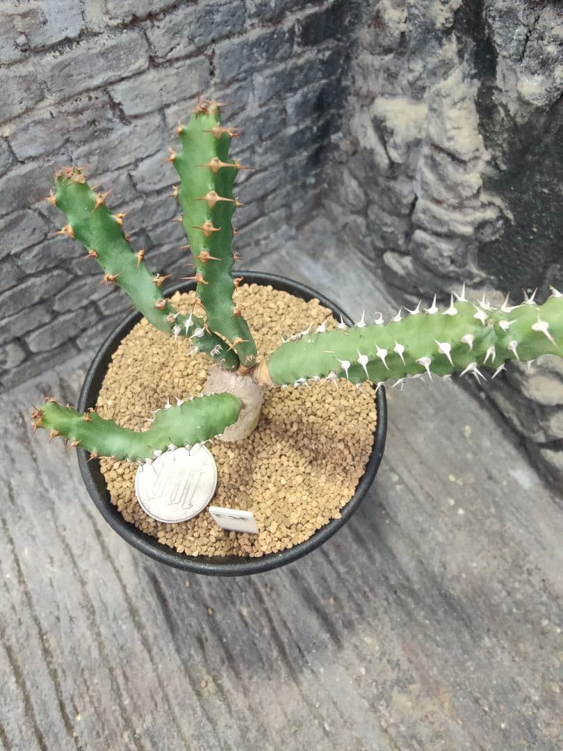 ユーフォルビア　スクアローサ　実生　E25