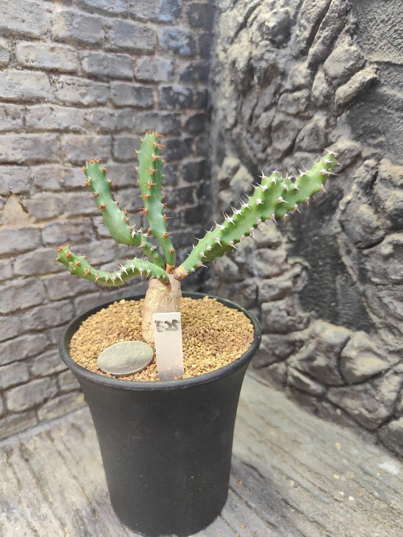 ユーフォルビア　スクアローサ　実生　E25