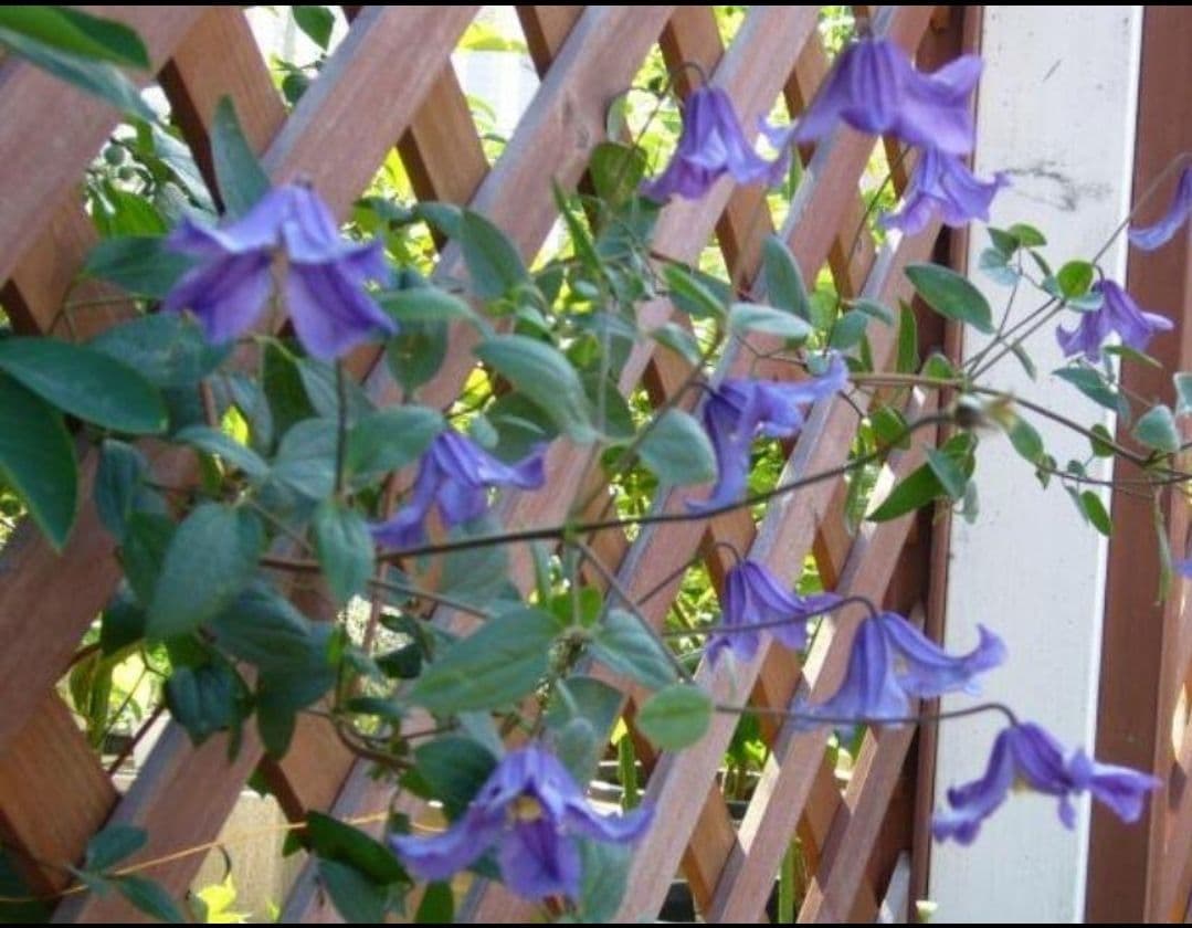 エリオステモン　挿し木苗