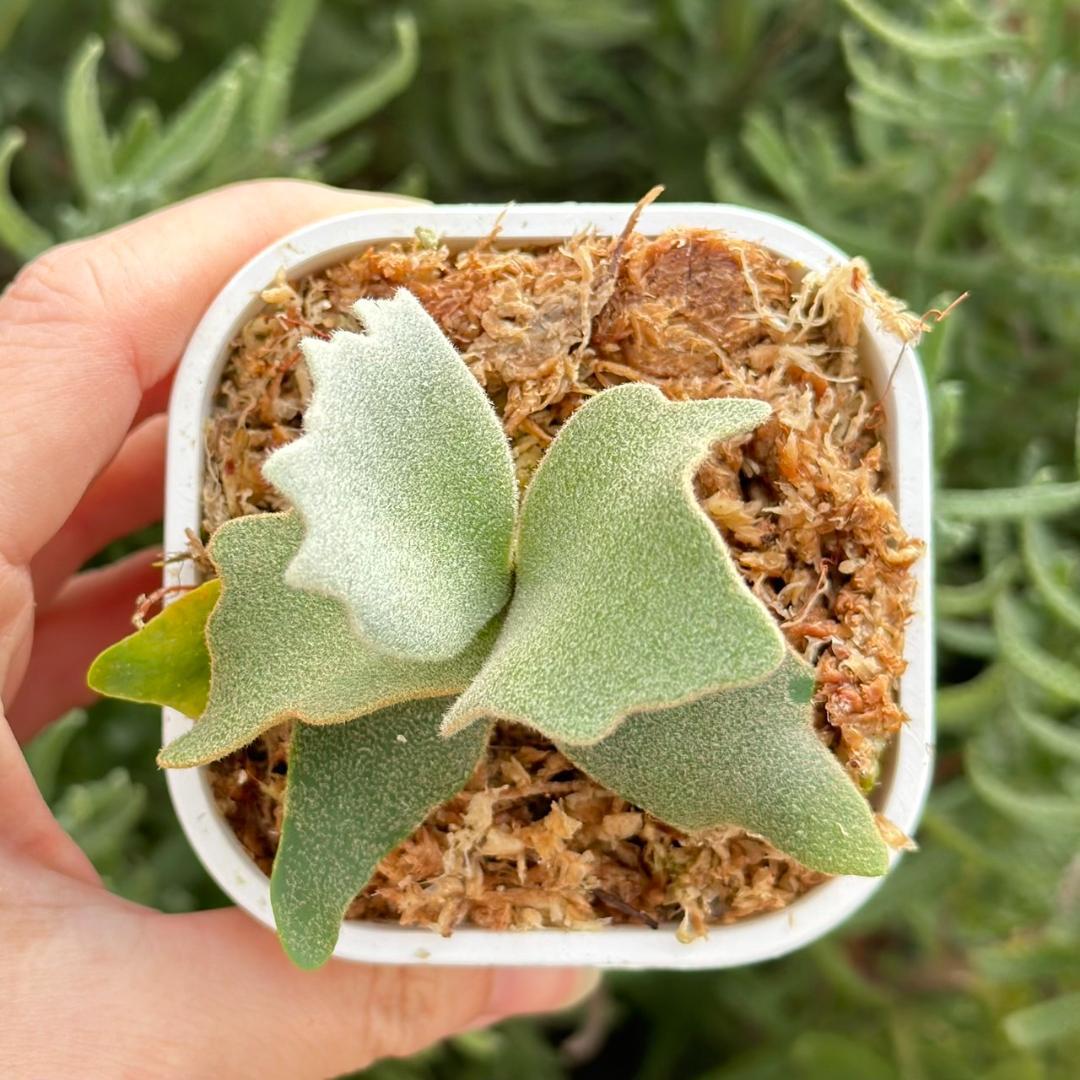 ビカクシダ P. willinckii Elves x P. OMG sporeling