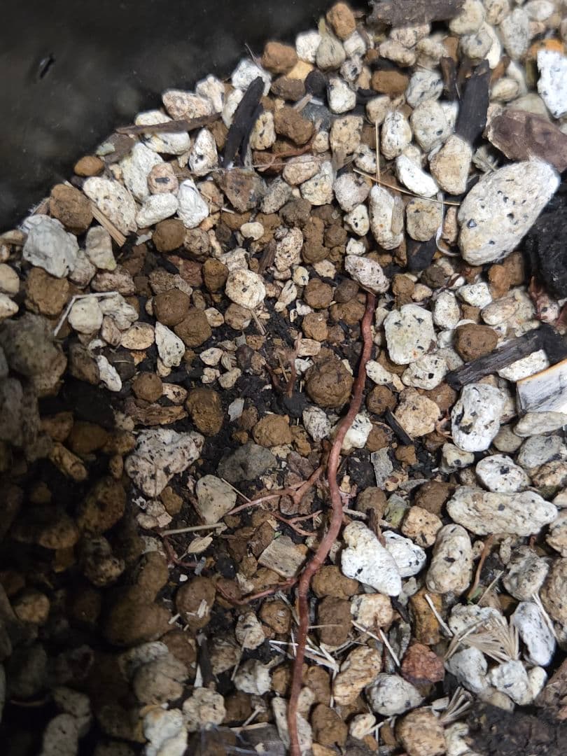 専用出品 特割 ユッカロストラータ 太株 (き)