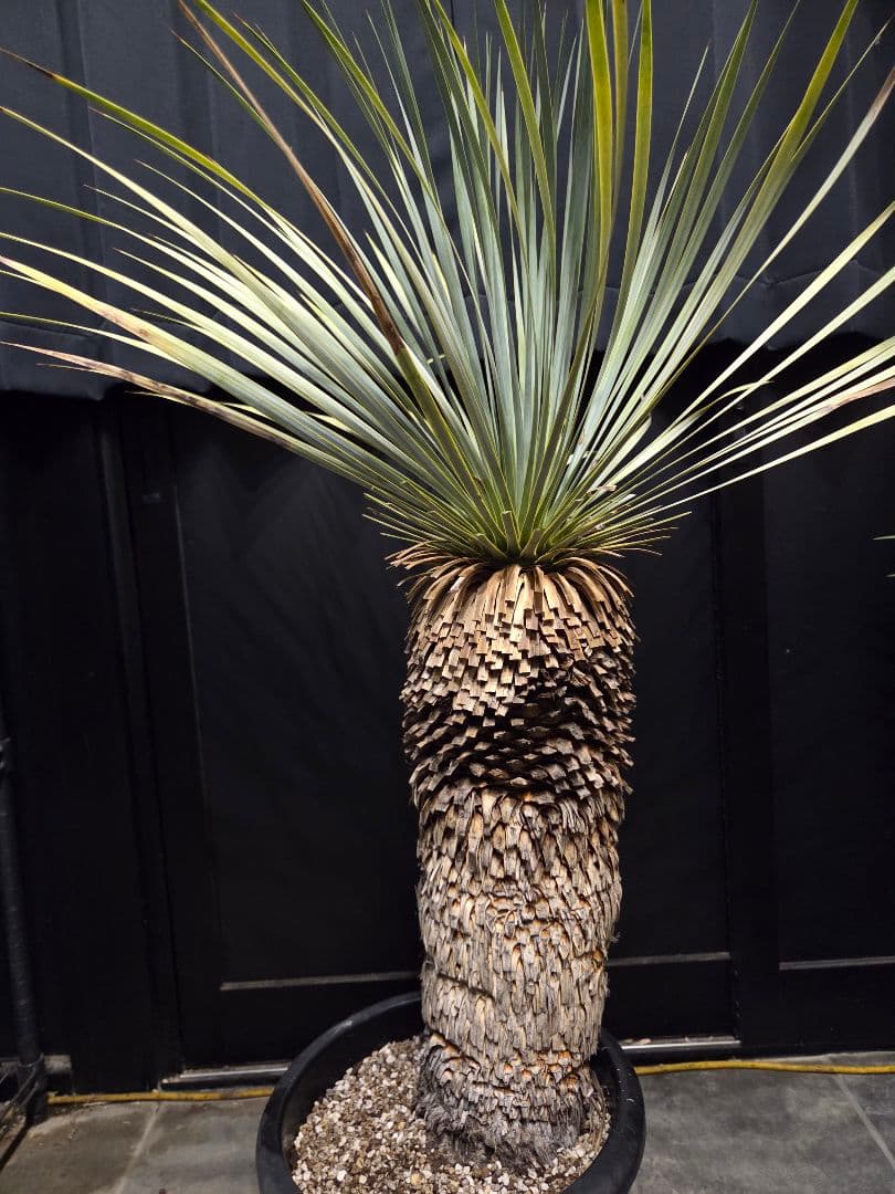 専用出品 特割 ユッカロストラータ 太株 (き)