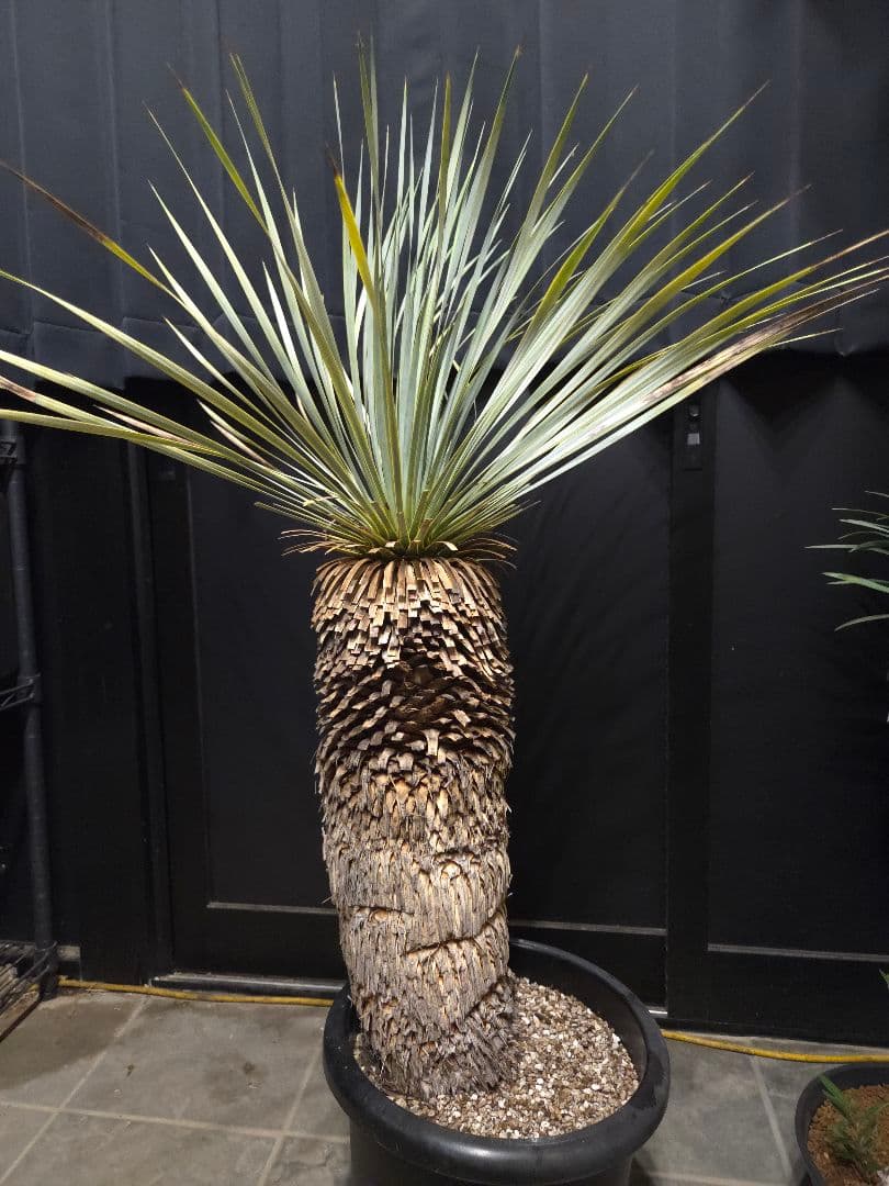 専用出品 特割 ユッカロストラータ 太株 (き)