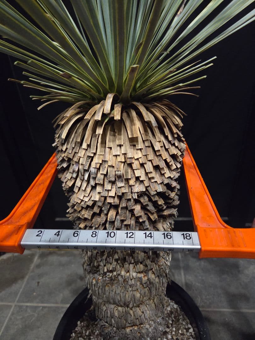 専用出品 特割 ユッカロストラータ 太株 (き)