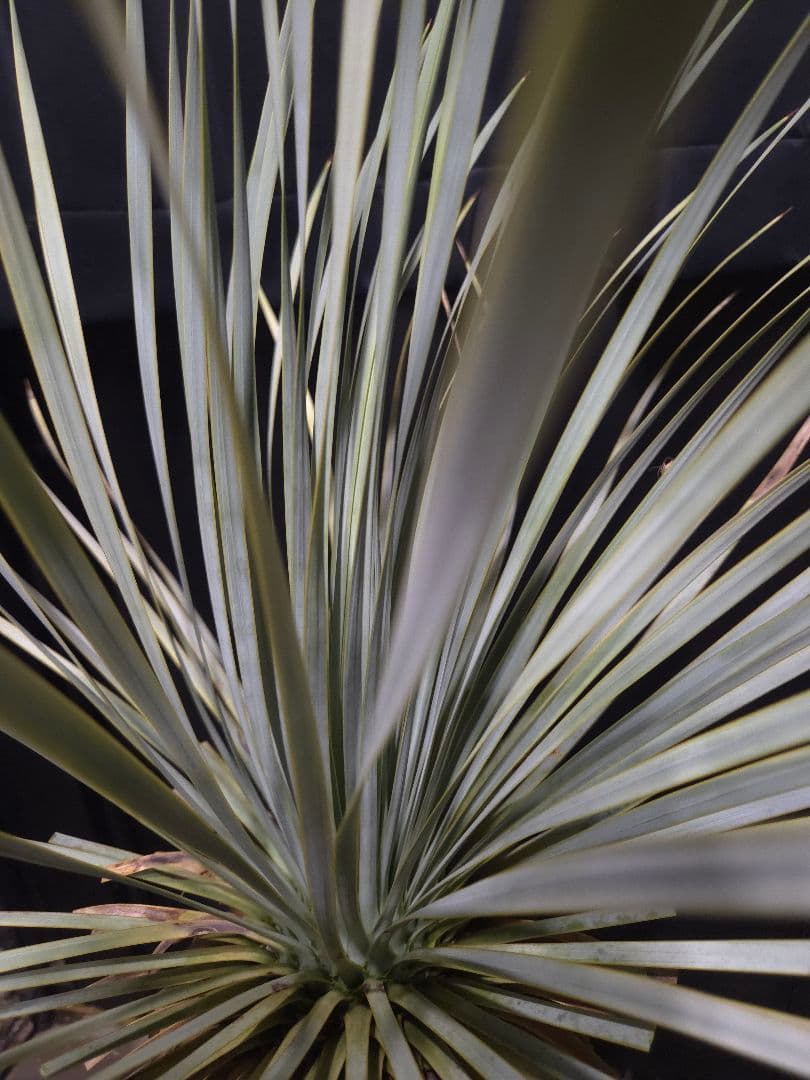 専用出品 特割 ユッカロストラータ 太株 (き)