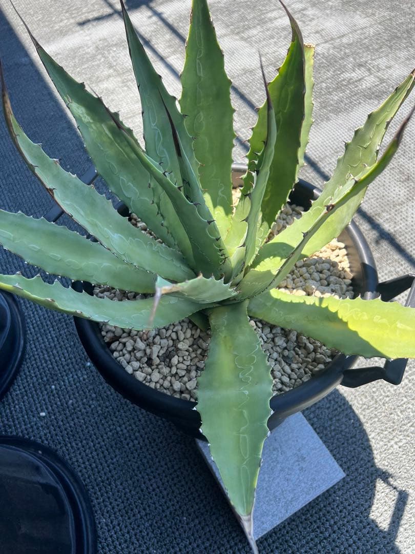 アガベ　大株　長葉ワコマヒー　強刺　耐寒性有！