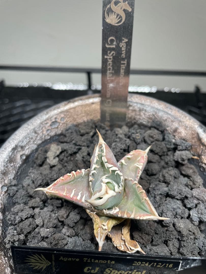 アガベチタノタ CJ Special 陶器鉢