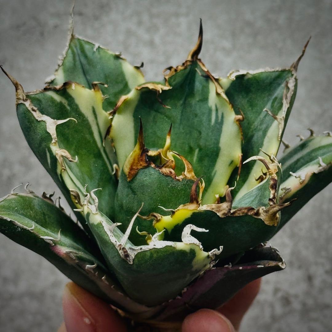 U*K様 多肉植物・アガベ・チタノタ・【特選】白鯨錦・希少株・斑入り・コレクショ