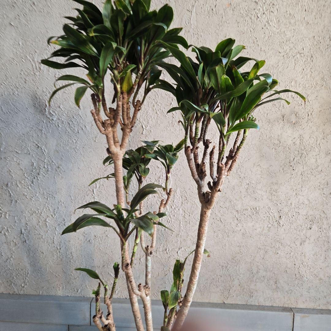 ⑪　コルジリネ　パープルコンダクター　8号　特大苗木最高等級極上品‼️