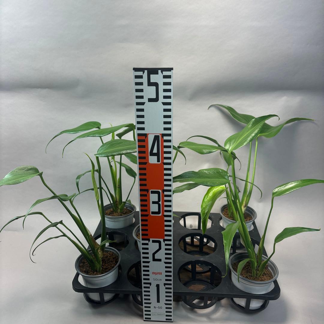 サ*イ様 5株セットms44モンステラ バールマルクスフレーム