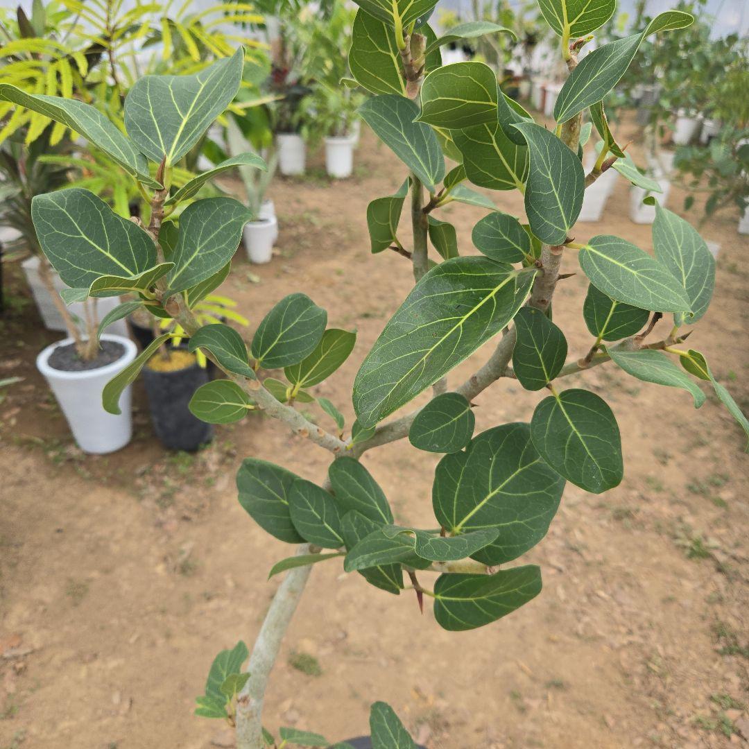 ⑯　フィカス　ベンガレンシ　8号曲がり仕立て「螺旋」特大苗木最高等級極上品‼️