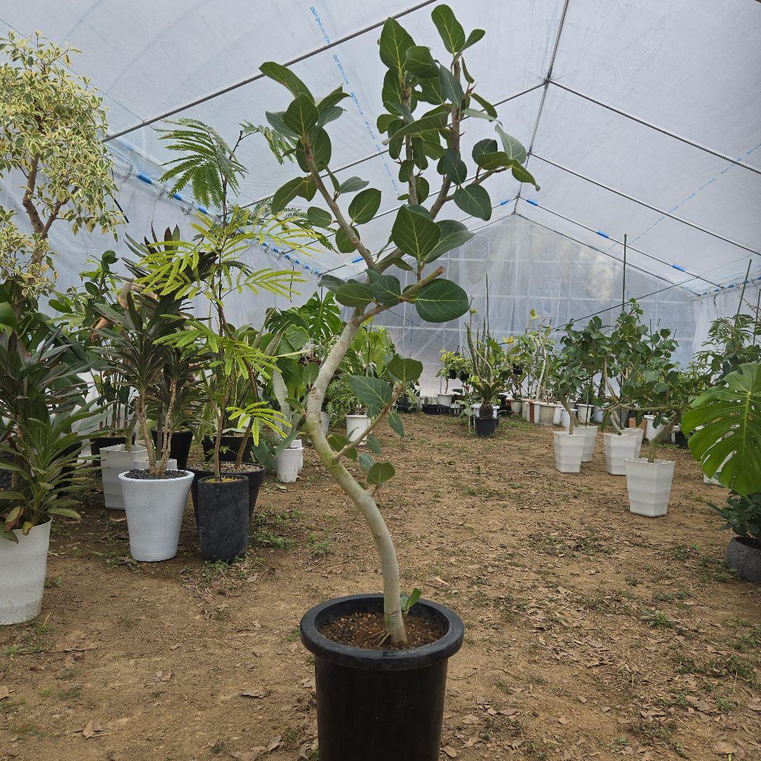 ⑯　フィカス　ベンガレンシ　8号曲がり仕立て「螺旋」特大苗木最高等級極上品‼️