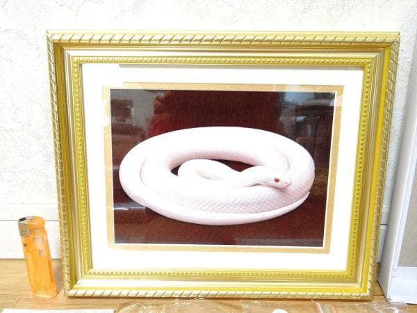 新品 水晶院 お金を呼ぶ白蛇様 写真 額付き 金運 幸運 開運