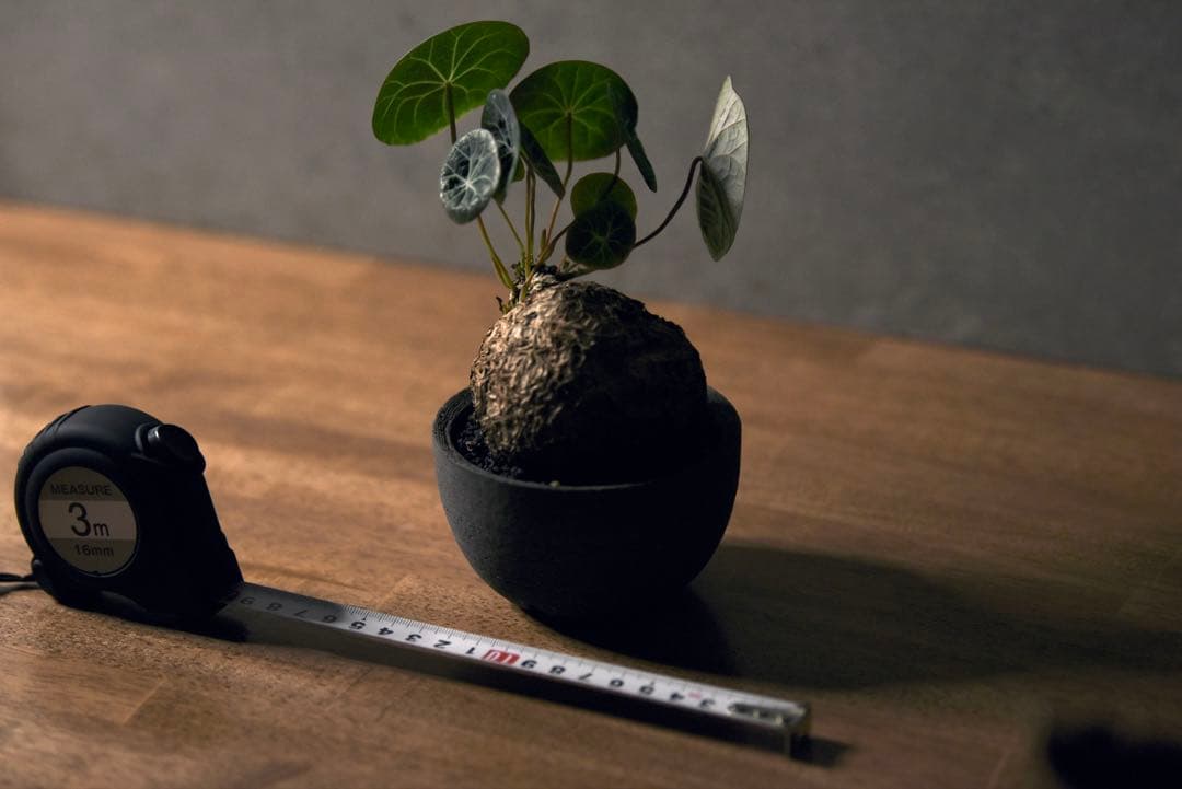 発根済 ステファニア　カウィーサキー　塊根植物