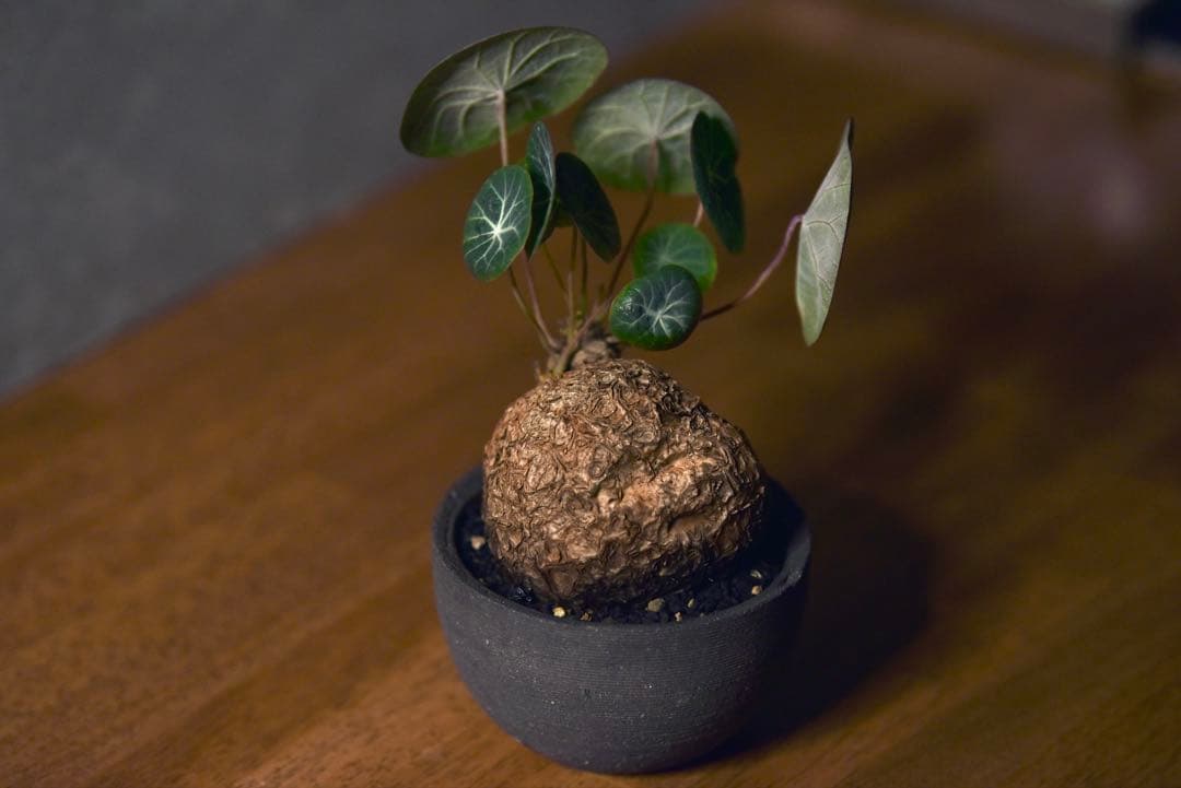 発根済 ステファニア　カウィーサキー　塊根植物