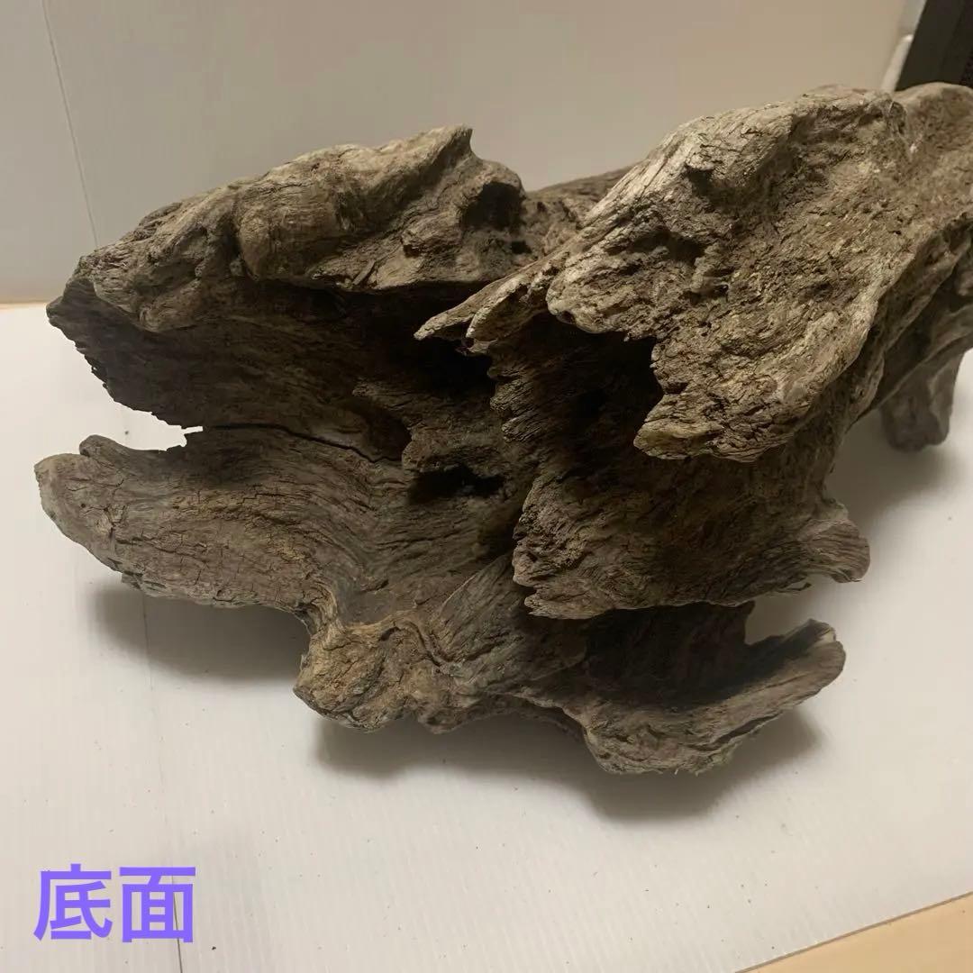 アク抜き済み流木　No.161 超レア型