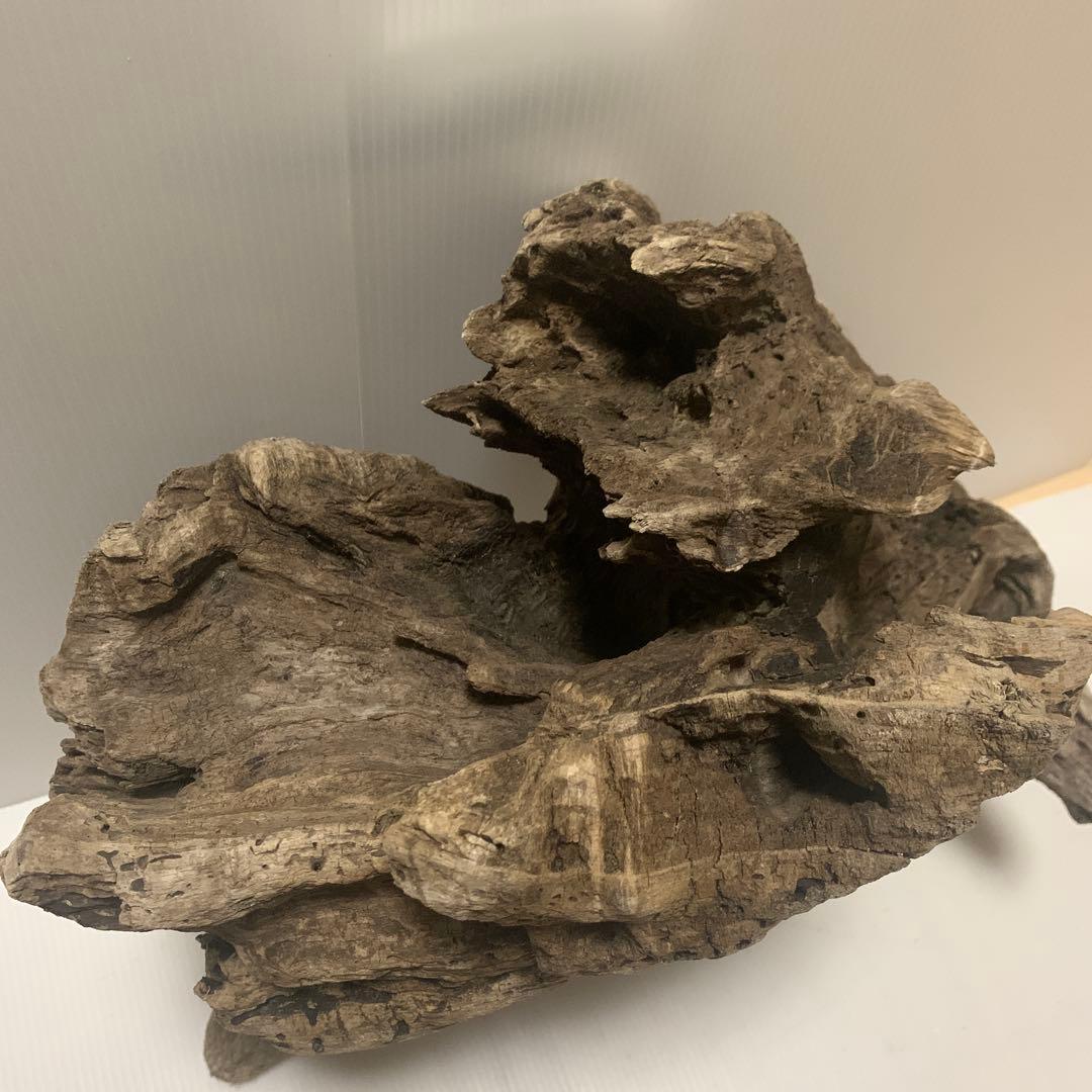 アク抜き済み流木　No.161 超レア型