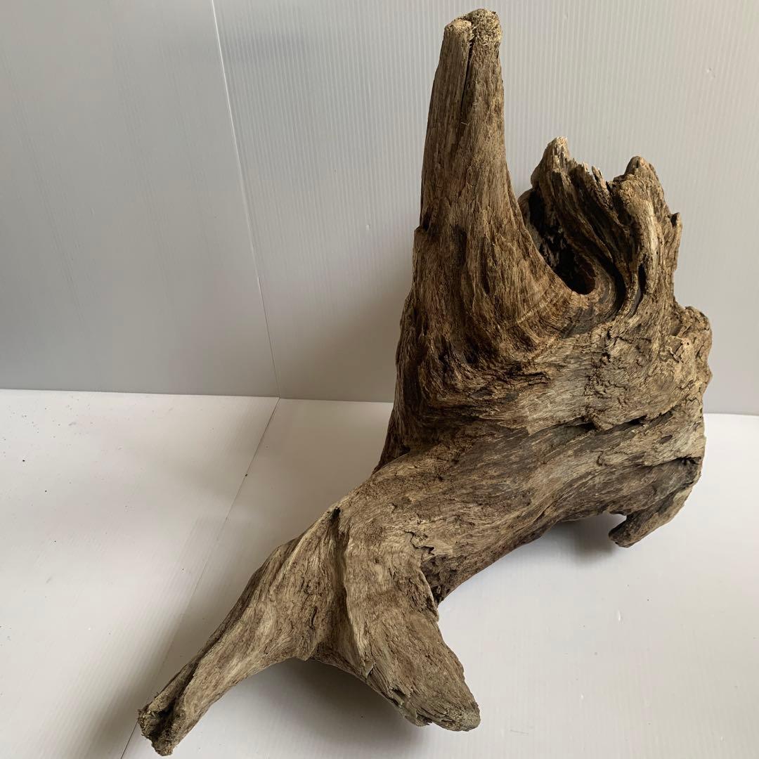 アク抜き済み流木　No.161 超レア型