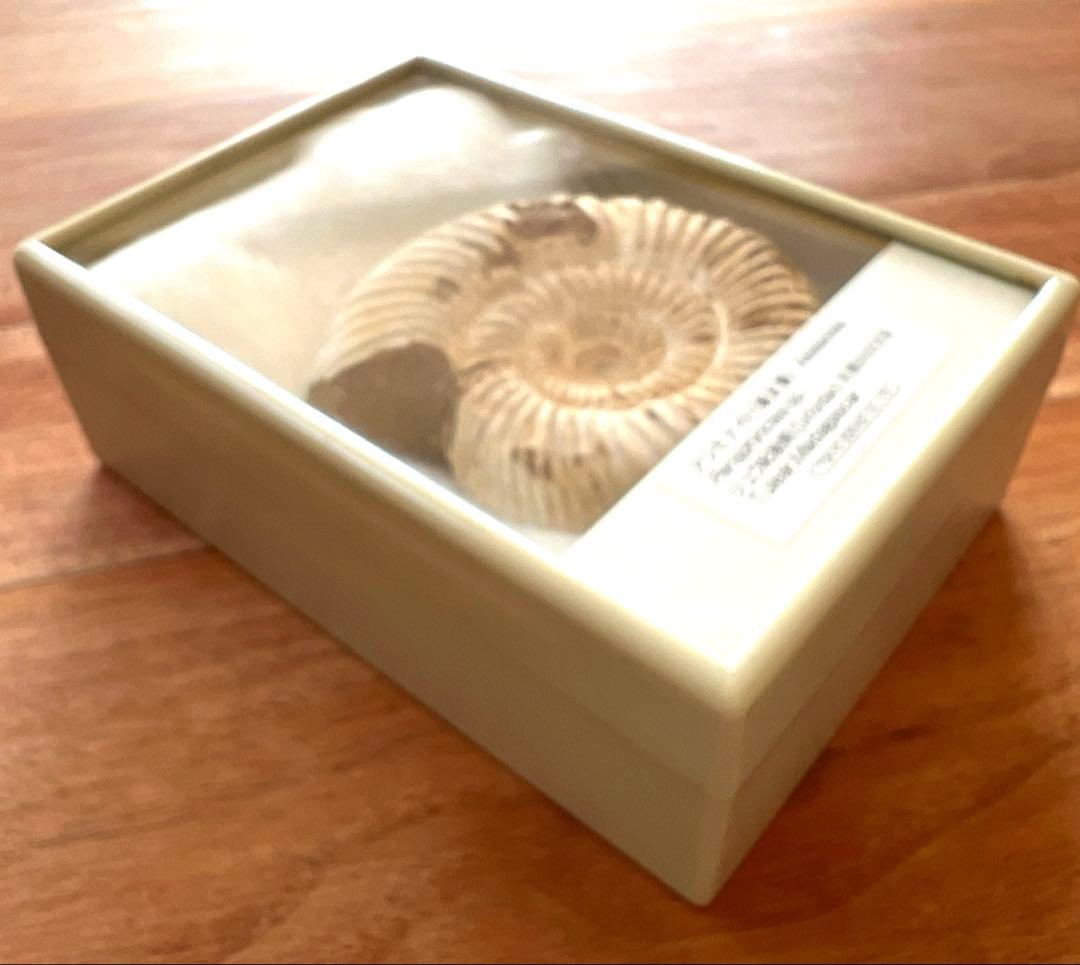 ジュラ紀 アンモナイト標本 Perisphinctes sp.約1億6000年前