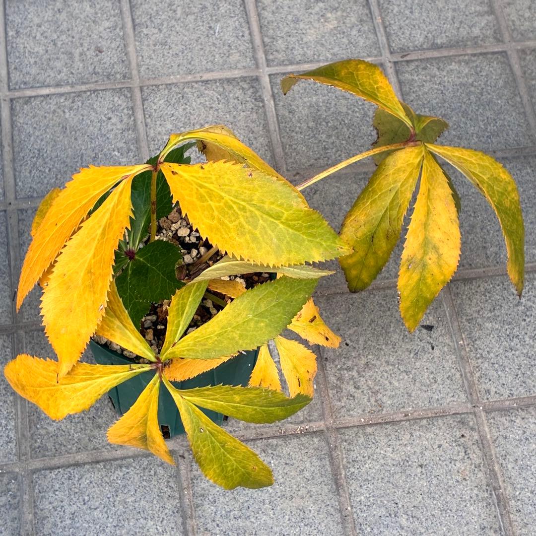 A*️様 ☘️ラスト2☘️開花株❤️沢山新芽元気株3254⭐️極上透明感優しいピ