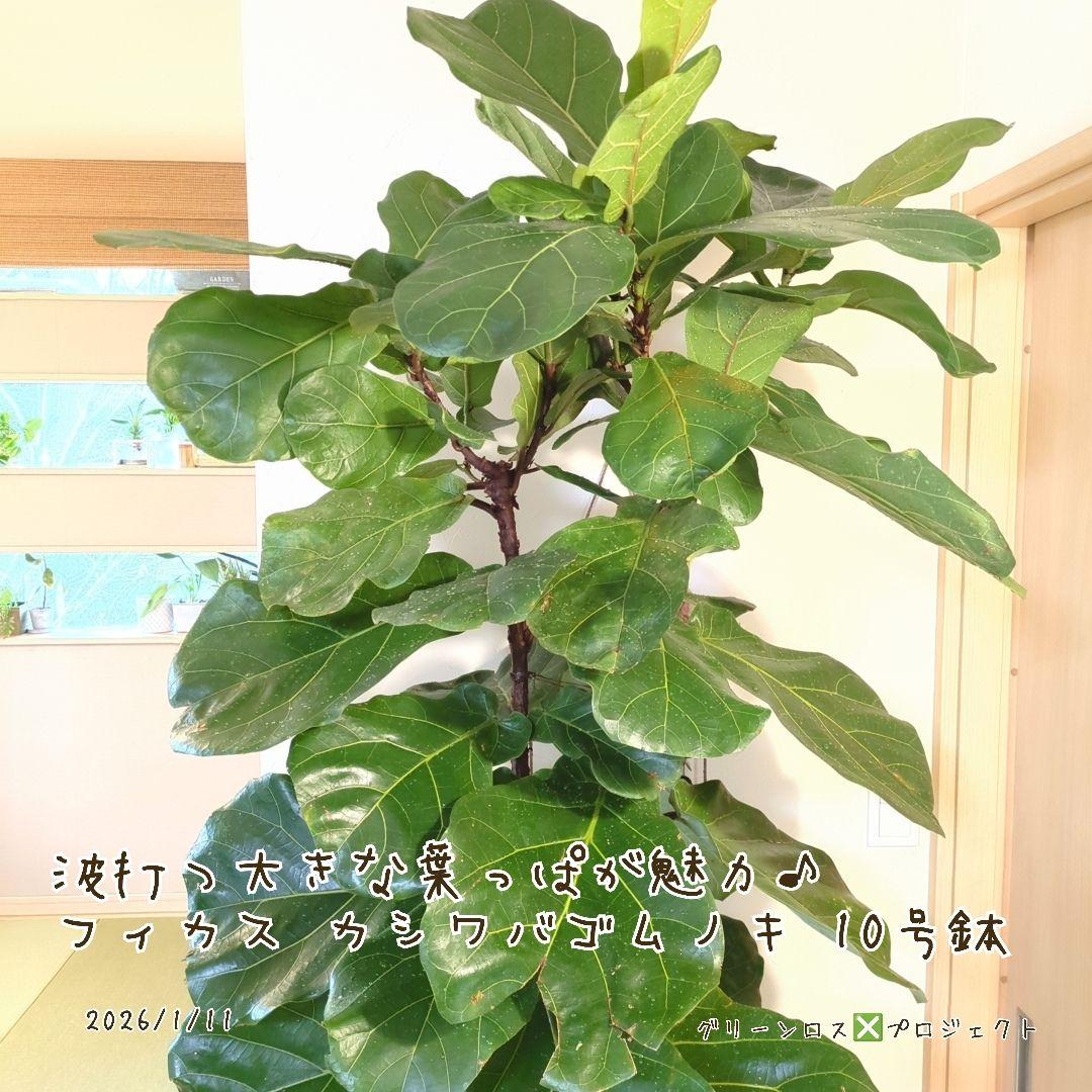 【Jonald ⚠追加有り❗️】フィカスカシワバゴムノキ10号鉢②