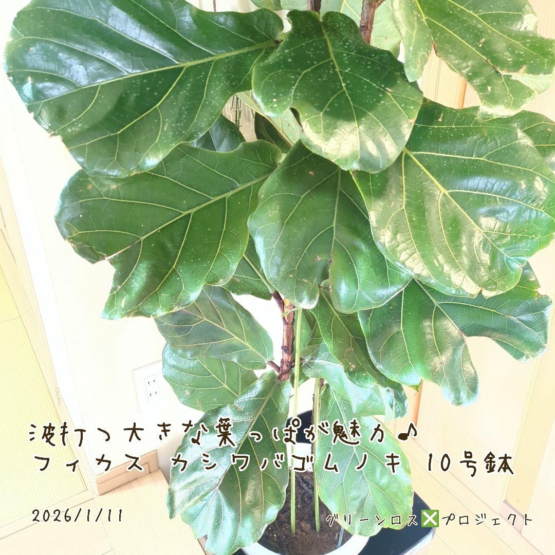 【Jonald ⚠追加有り❗️】フィカスカシワバゴムノキ10号鉢②