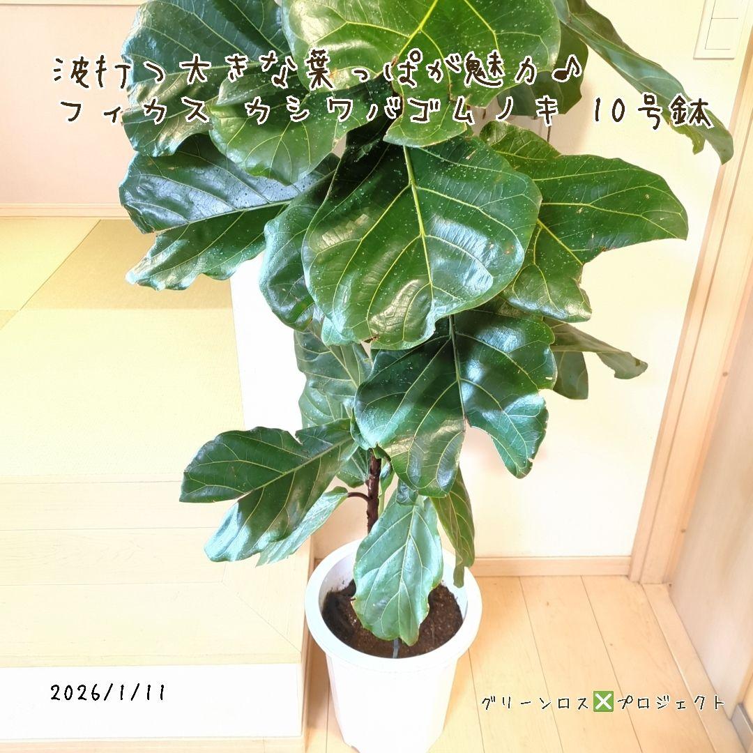 【Jonald ⚠追加有り❗️】フィカスカシワバゴムノキ10号鉢②