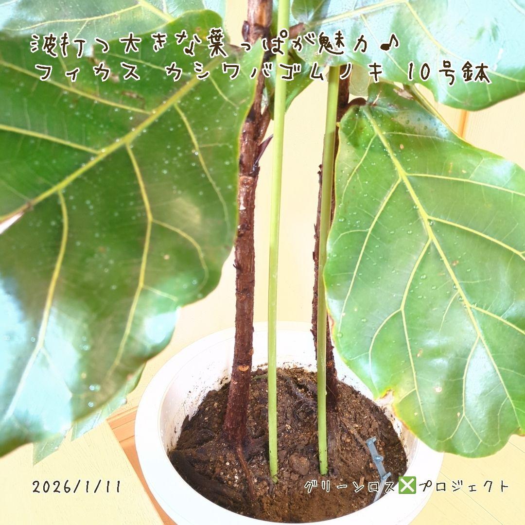 【Jonald ⚠追加有り❗️】フィカスカシワバゴムノキ10号鉢②