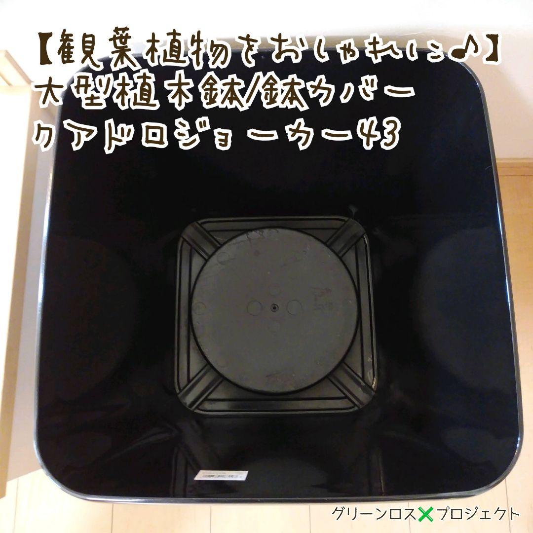 【Jonald ⚠追加有り❗️】フィカスカシワバゴムノキ10号鉢②