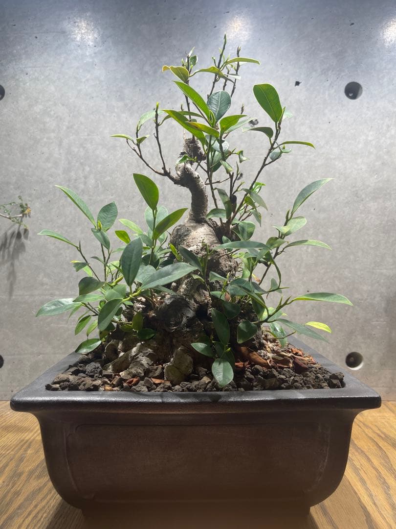 ガジュマル盆栽　特大　イボ肌