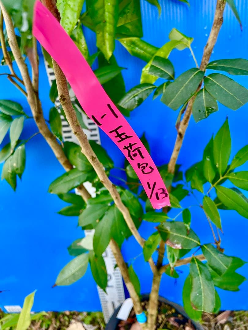 ❶-1 玉荷包ライチ　大玉　耐寒性あり