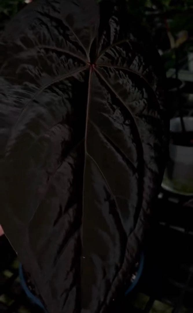 Anthurium Ace of Spades脇芽