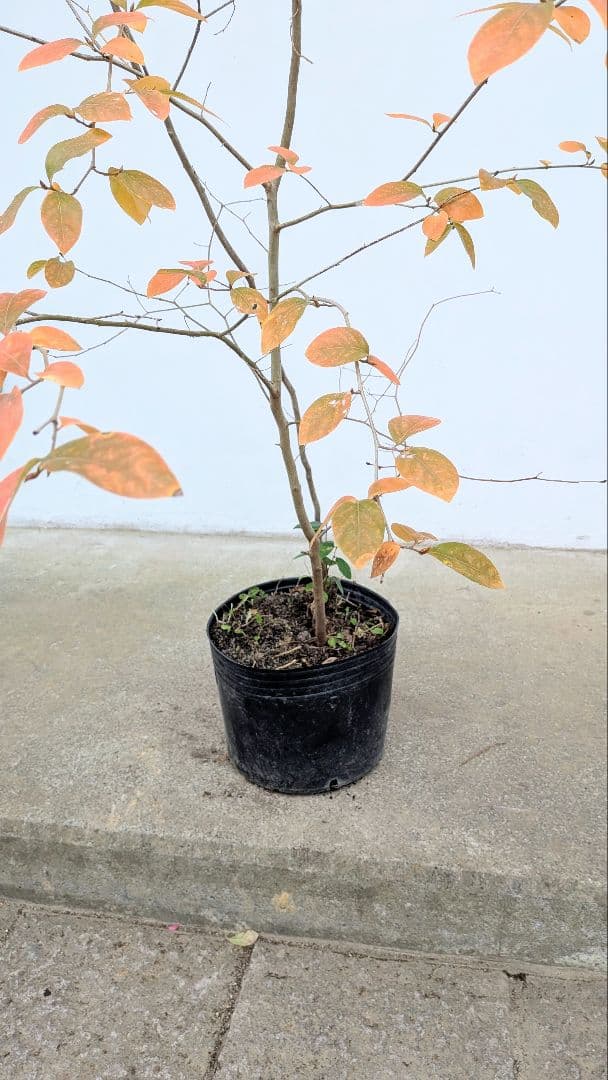 山採りヤマコウバシ。