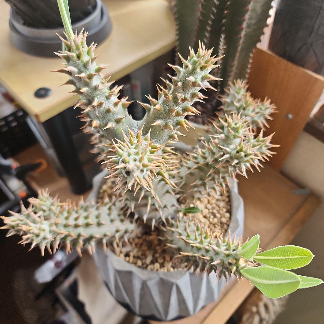 パキポディウム ホロンベンセ