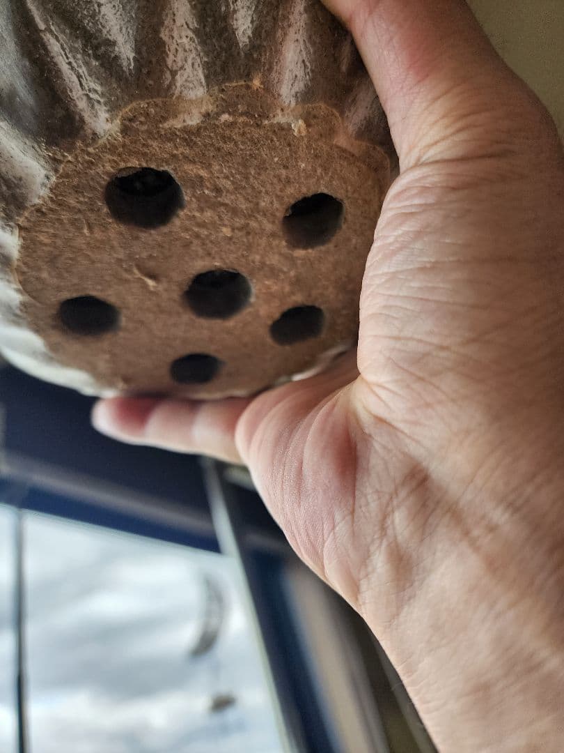 パキポディウム ホロンベンセ