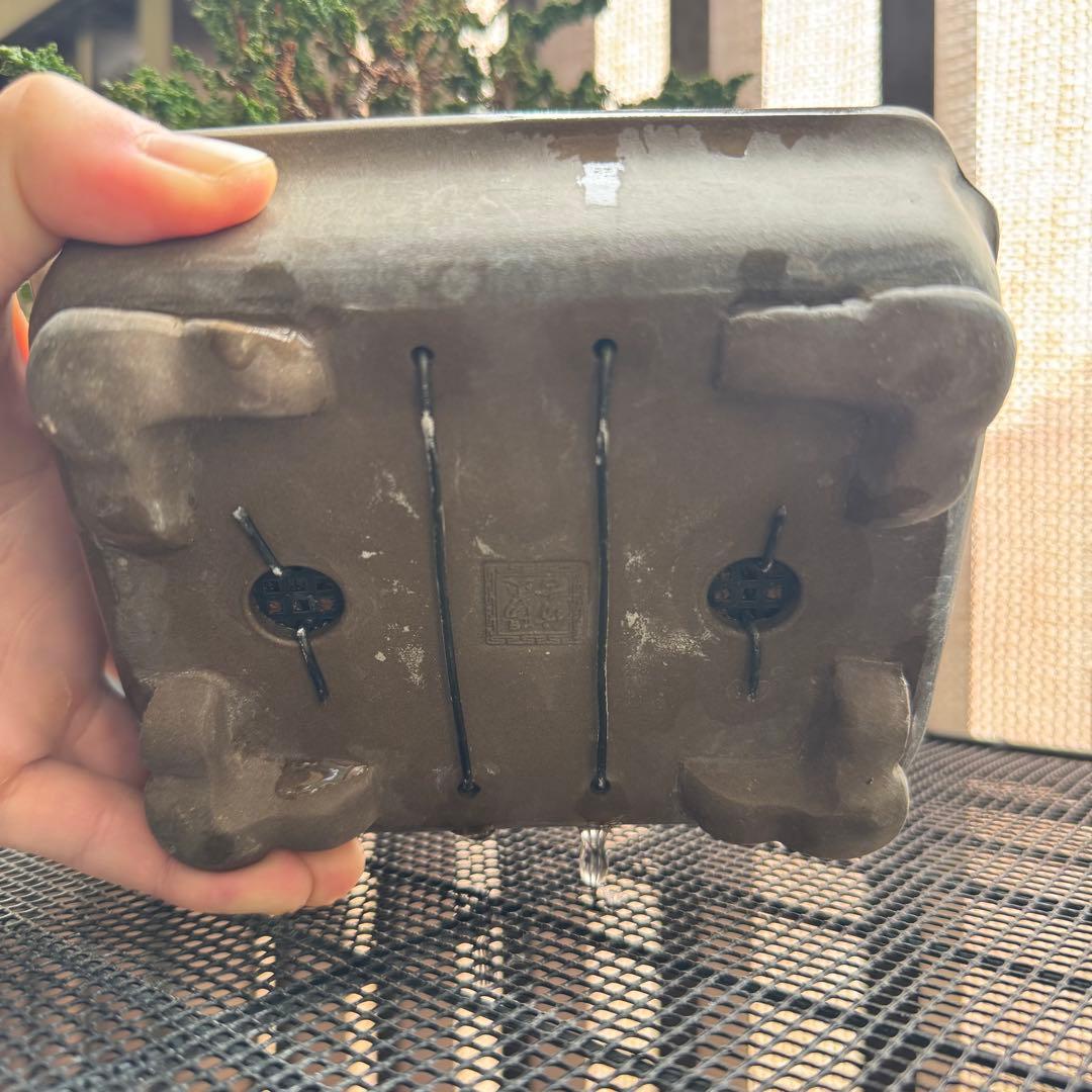 石化檜 石化ヒノキ 盆栽