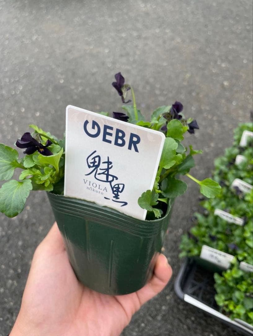 加藤農園 セミダブル 同梱可能