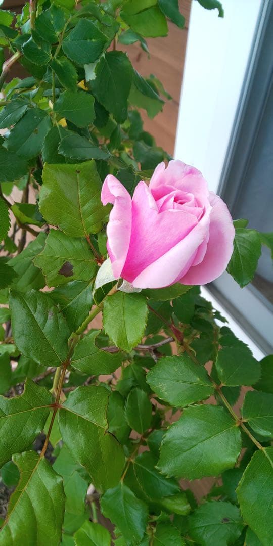 ピンクのバラの苗 上品で芳香